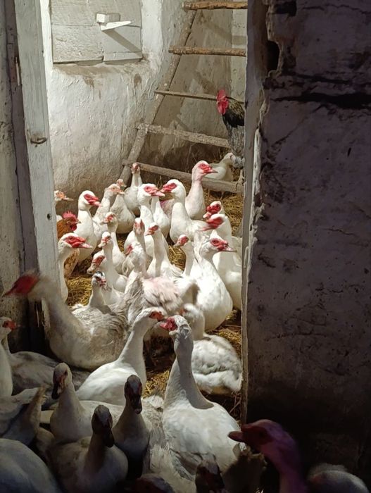 Інкубаційне яйце мускусної качки