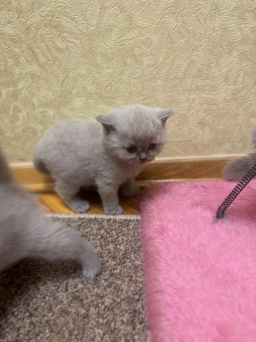 Продам шотландиских лиловых котят
