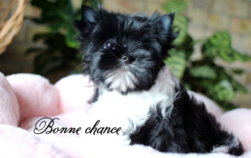 Yorkshire terrier laleczka Black - white