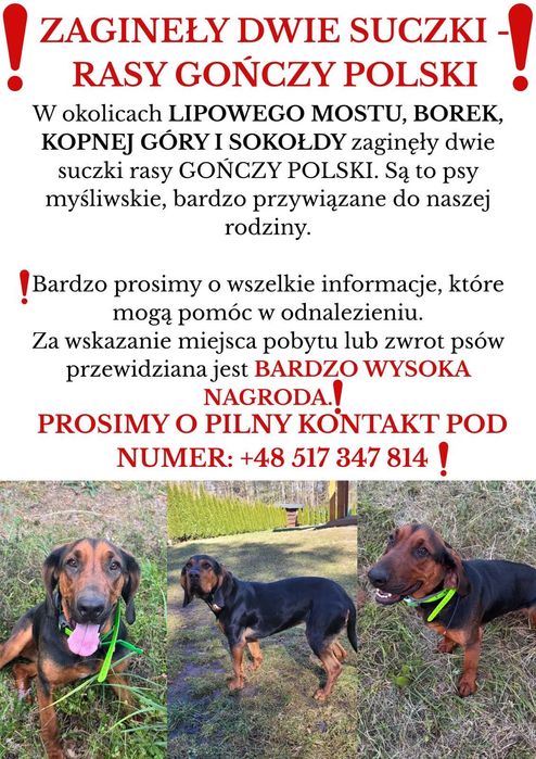 Zaginęły. Dwie suczki  gończy Polski