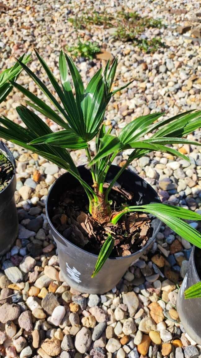Trachycarpus Wagnerianus palma mrozoodporna 2 szt.