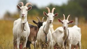 Продам кіз та козинят