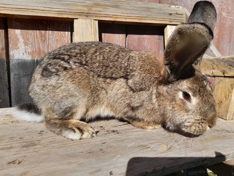 Króliki dorosle belgijskie i reksy