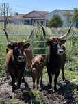 Vacas barrosas puras