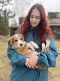 Nafajniejszy szczeniaczke do adopcji! Zostal sam!