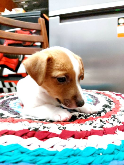 Джек-рассел-терьер