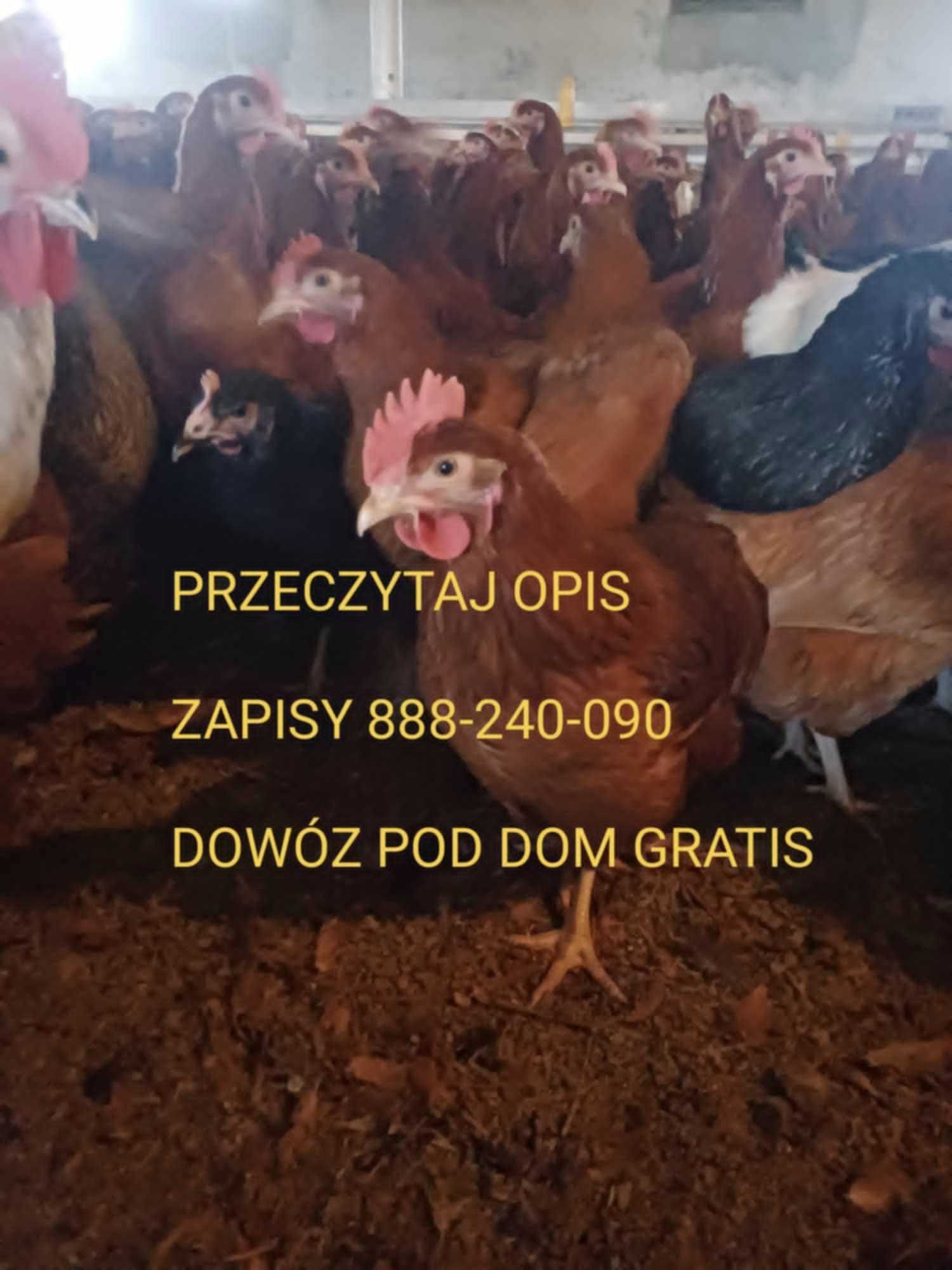 Kury nioski,dowóz gratis,hurt detal, producent 888 dwa cztery zero 090