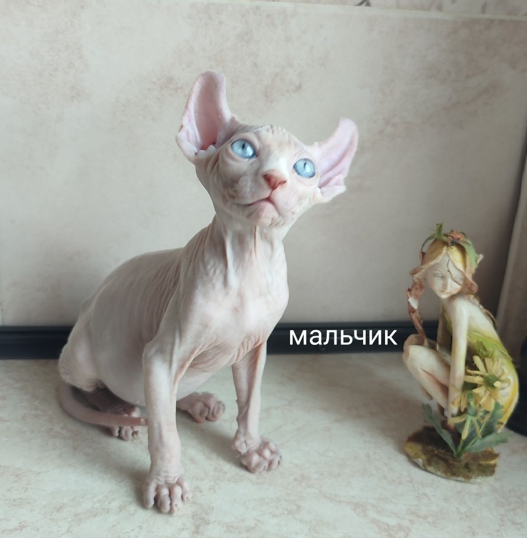 Котята сфинкс эльф
