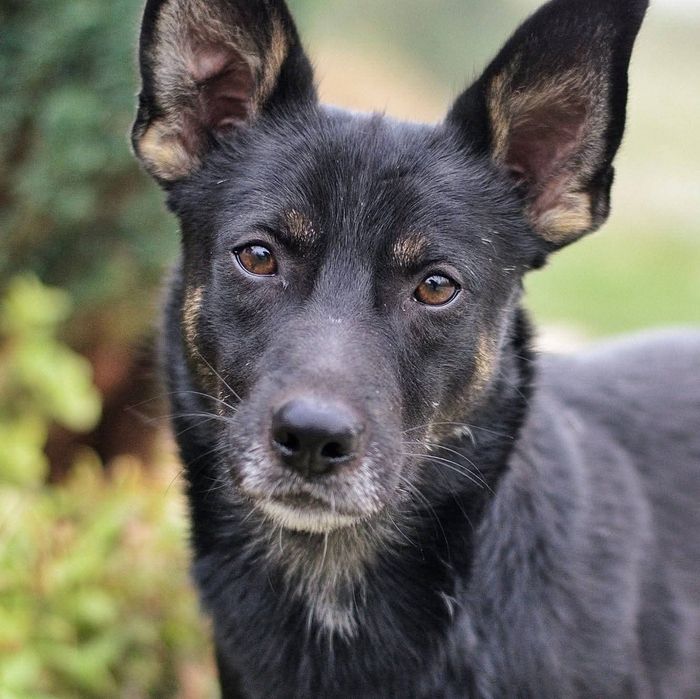 Luis potrzebuje człowieka