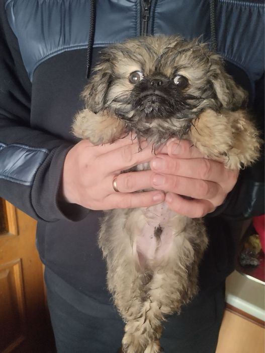 Продам цуценят Пекінесиків