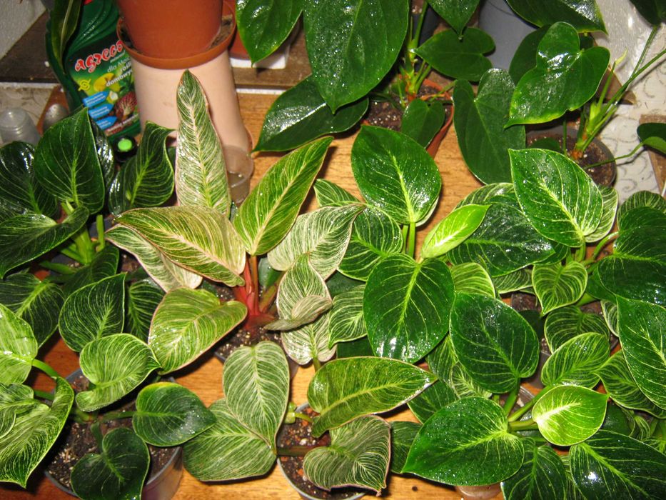 филодендрон много разных сортов