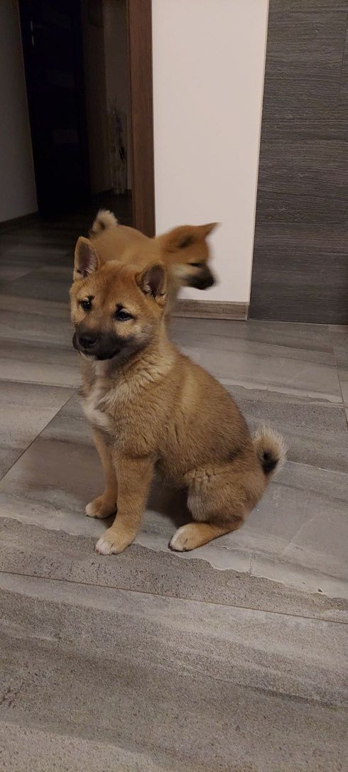 Shiba Inu szczenię