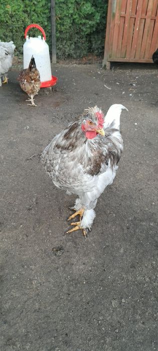 Sprzedam młode koguty z czerwca