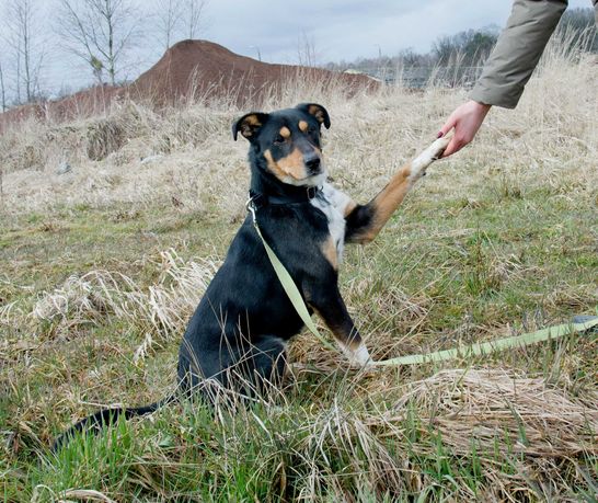 Młodziuteńki, pozytywny Dżin szuka domu... Adopcja.