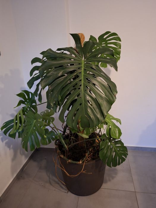 Monstera Dziurawa Kwiat doniczkowy