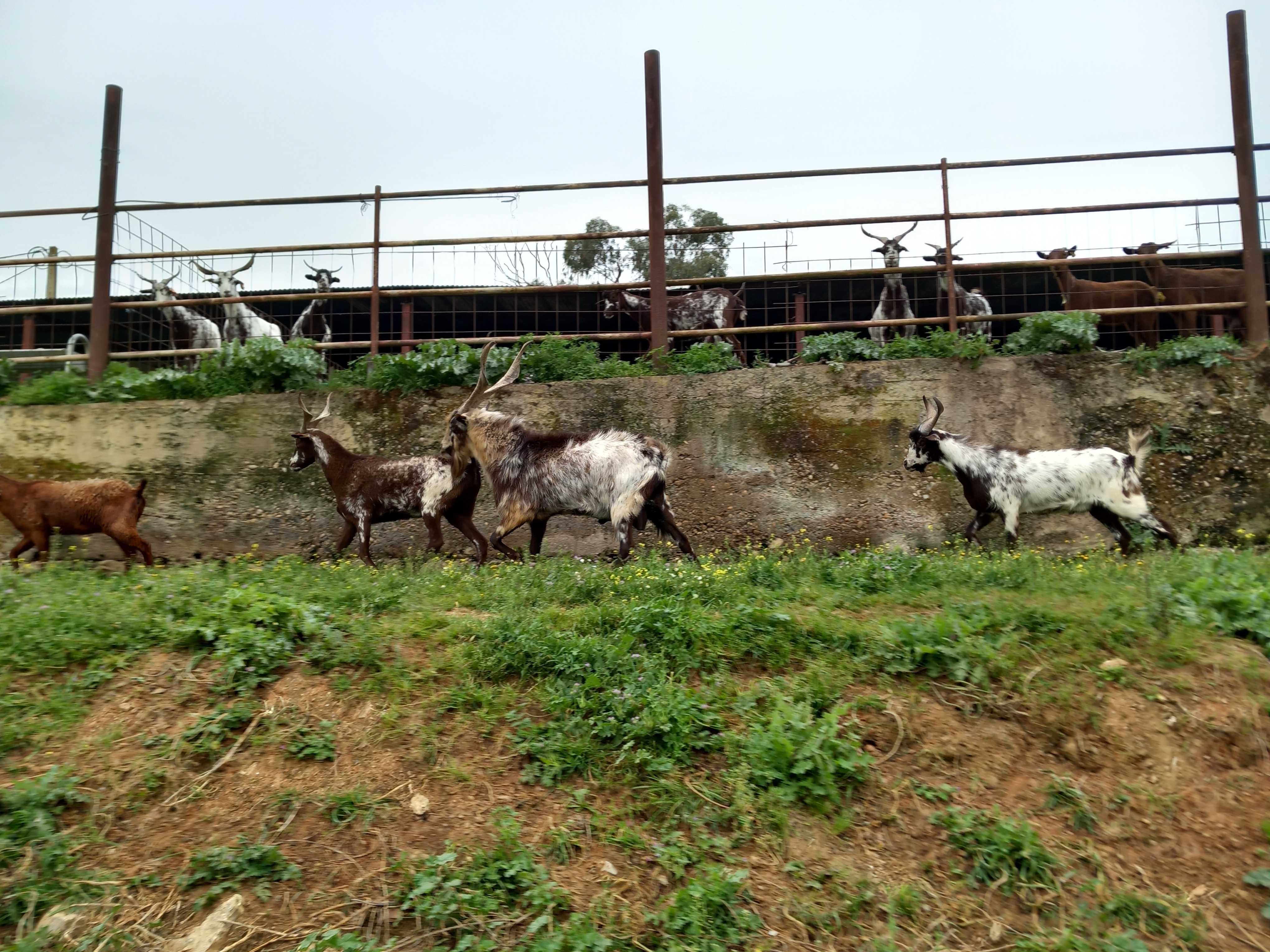 Cabras Algarvias