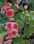 Pelargonie kolekcjonerskie