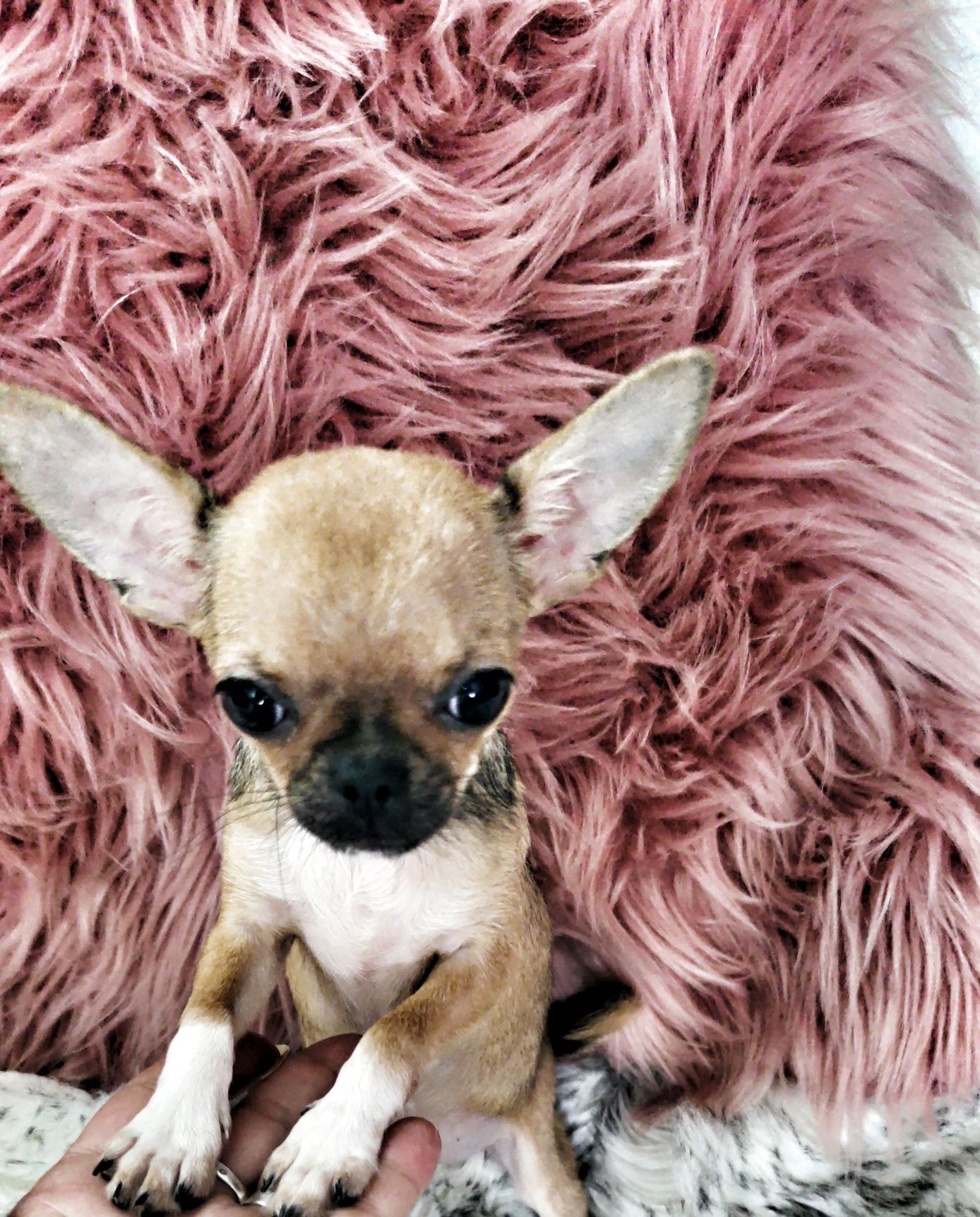 *** Gotowa do odbioru *** Mini Piękność Chihuahua ***