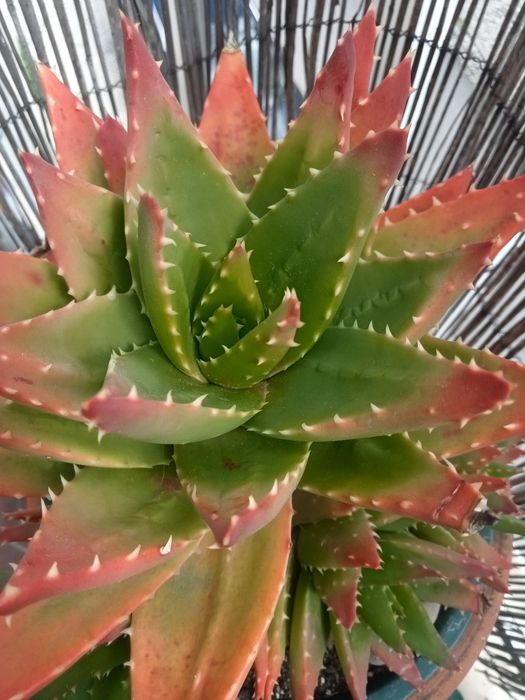 Aloe Brevifolia.rebentos