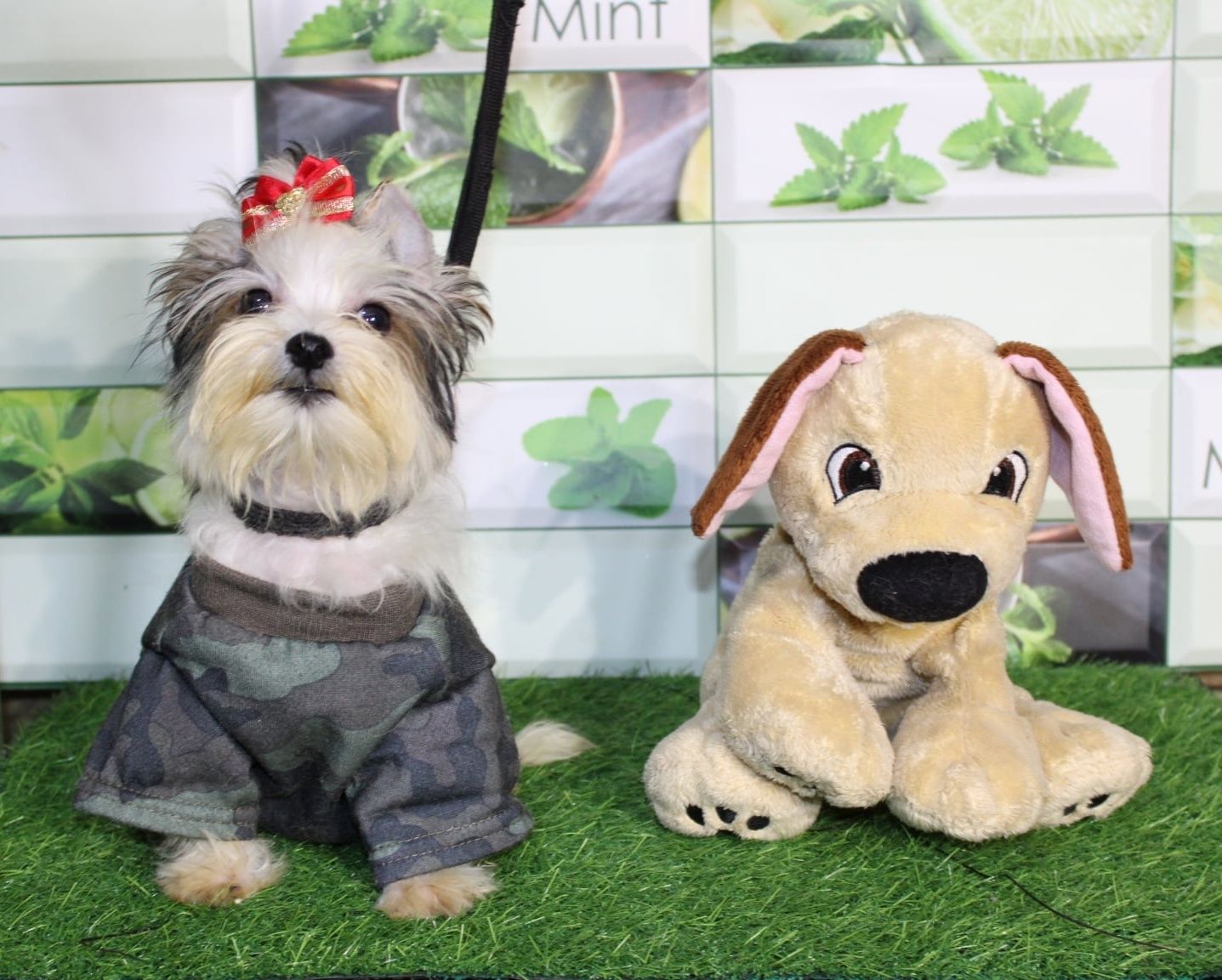 Biewer Yorkshire Terrier miniaturka mini piesek