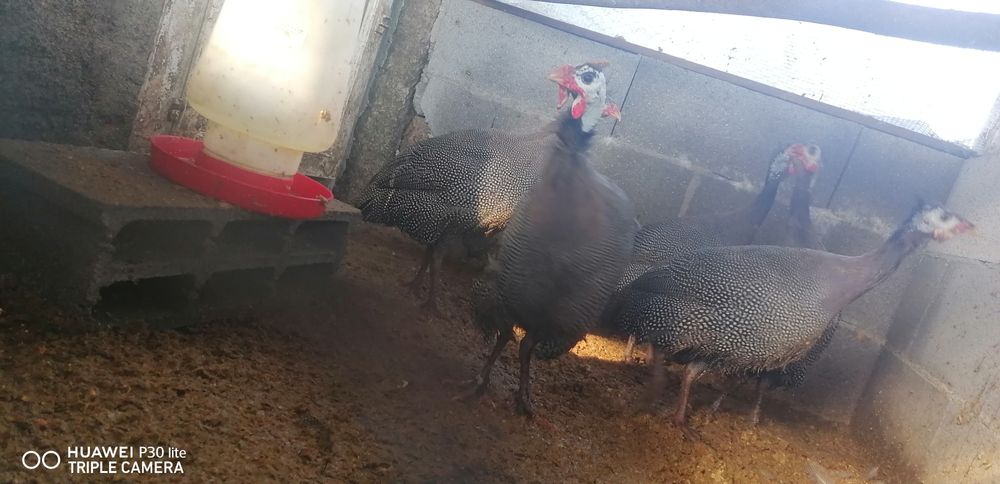 Vendo fracas e pavões