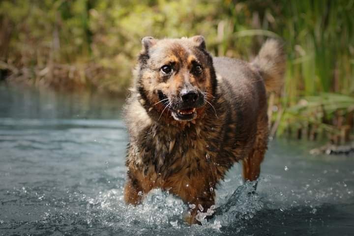 Bure psisko o imieniu WERON czeka na swojego człowieka!