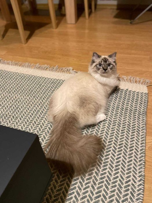 Kociaki ragdollki