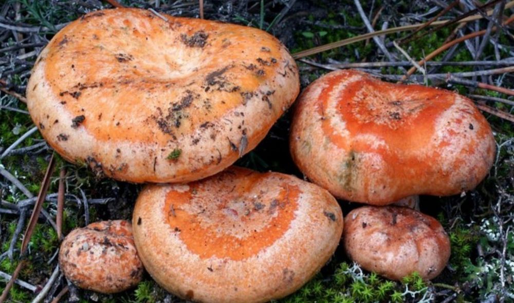 Rydze świeże zbierane  na zamówienie