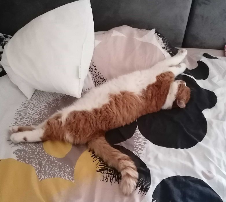 Zaginął rudo-biały kot/kocur z plamką w Krakowie