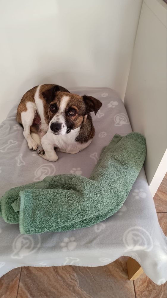Pocoyo - 1.5 anos, porte pequeno (7kg)