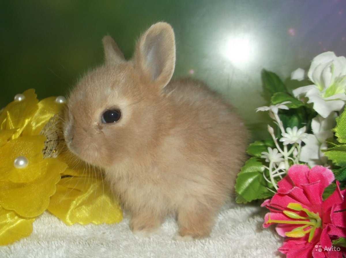 Супер миниатюрные кролики нидерландские карлики, маленькие ушки!