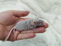 Mysz Dumbo Satine Silver Rex (samica) MASSON