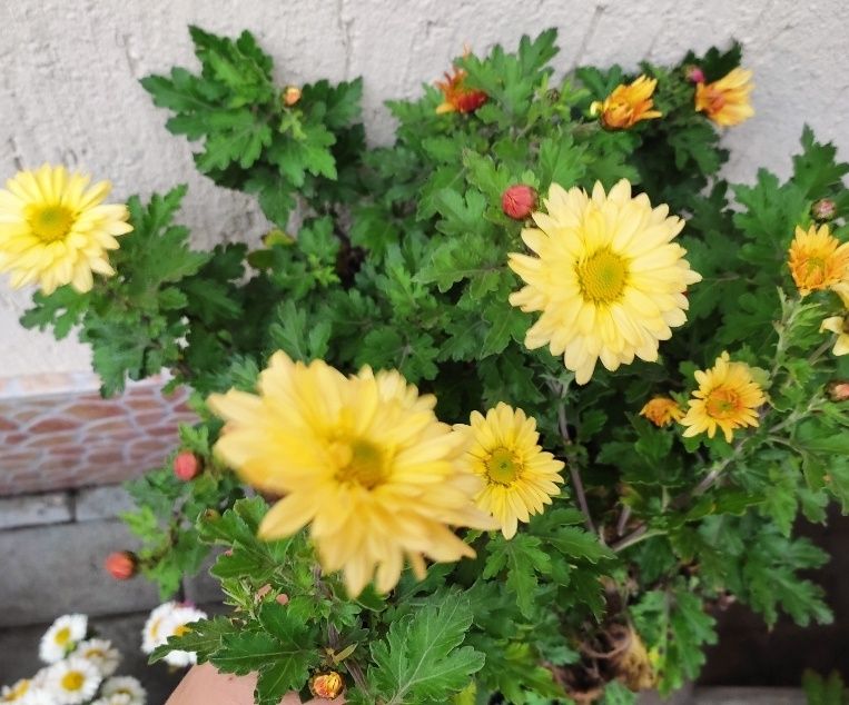 Корейська хризантема, мультифлора