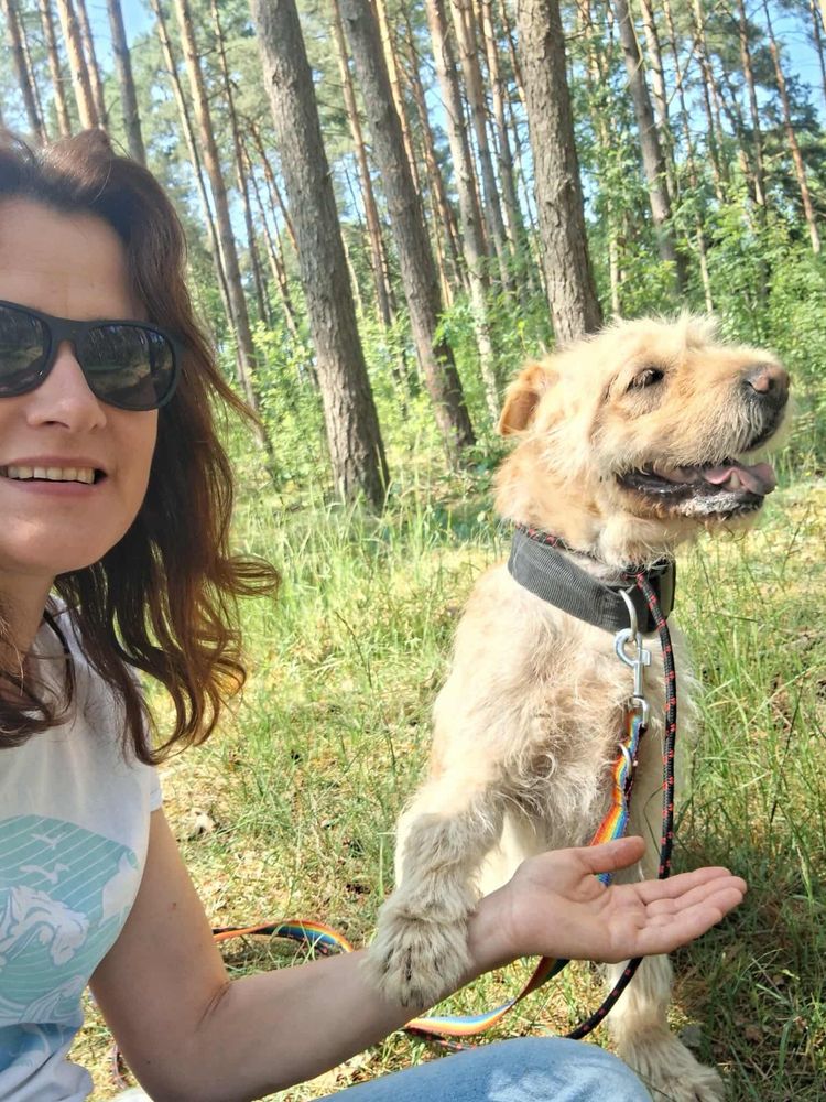 Drako w typie shar-pei szuka doświadczonego przewodnika