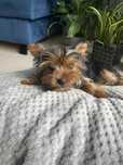 Yorkshire Terrier