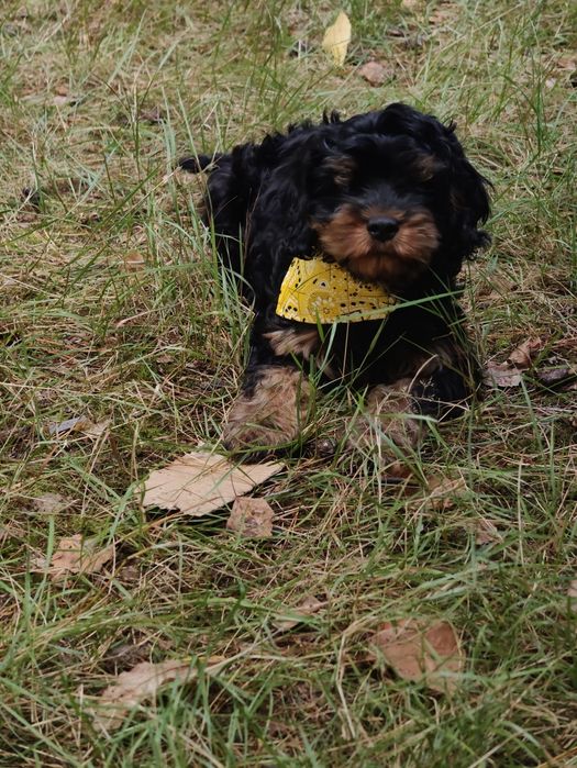 Cavapoo czarny podpalany - Gofer