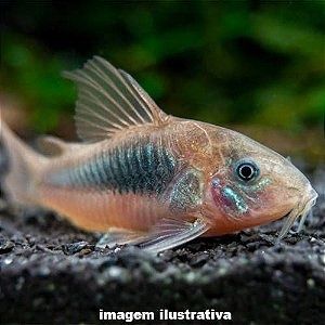 Corydora Bronze coridora