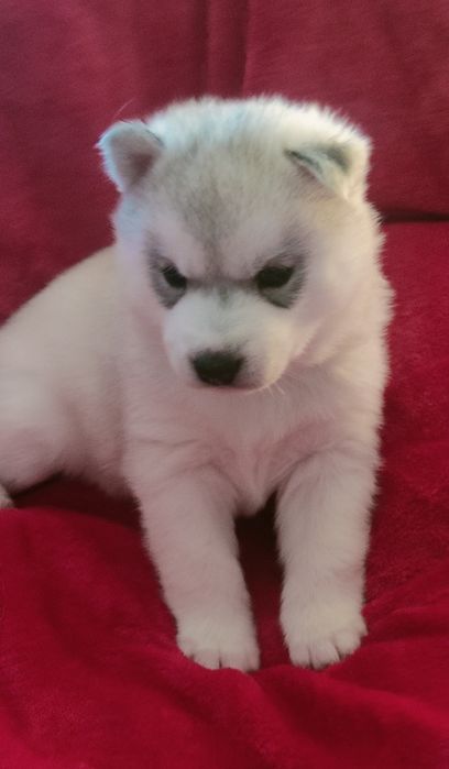Szczenięta siberian husky najwyższej klasy ZKwP FCI
