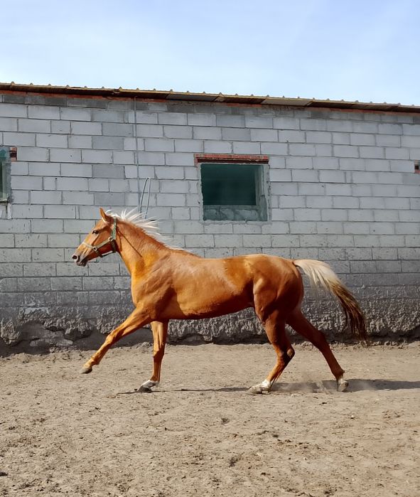 Młody, Grzeczny Wałach ze Złotym Blaskiem (157 cm)!