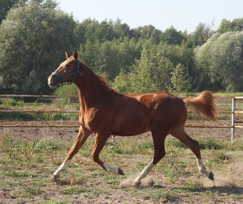 *** Ogierek wielkopolski ***