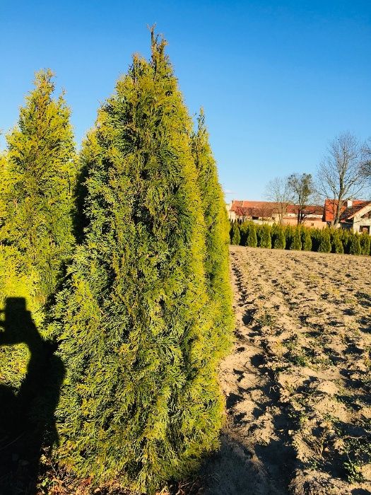 Tuja, tuje thuja Szmaragd 80-180 cm Producent Wrocław!