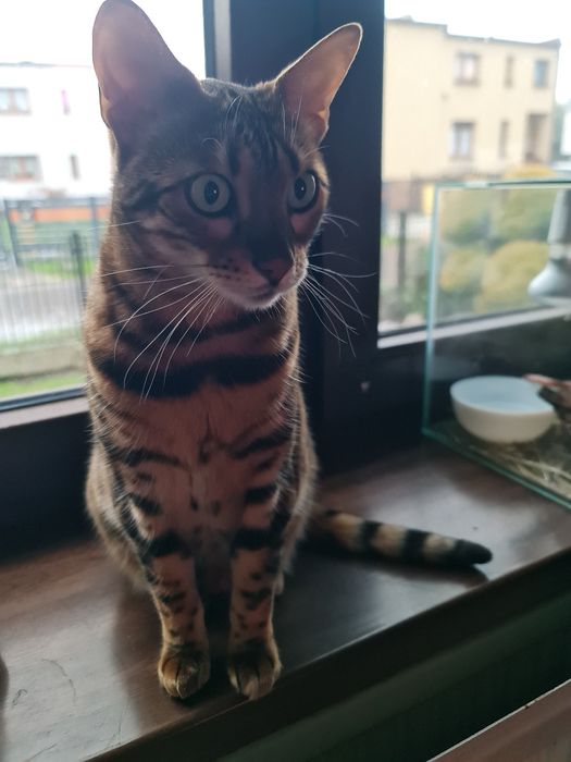 Kot bengalski (kotka)