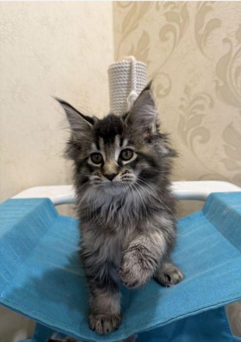 Шикарная девочка Мей кун