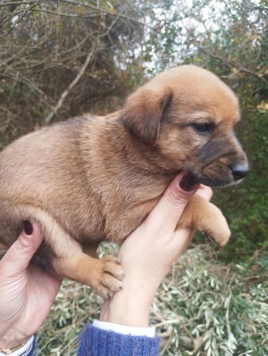 Anabel para adoção muito responsável