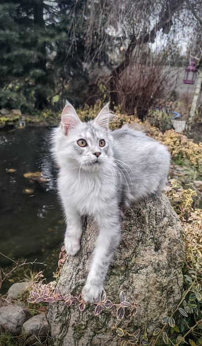 Maine Coon kocur do odbioru -srebrny