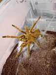 Ptasznik słoneczny Pterinochilus murinus "usambara"