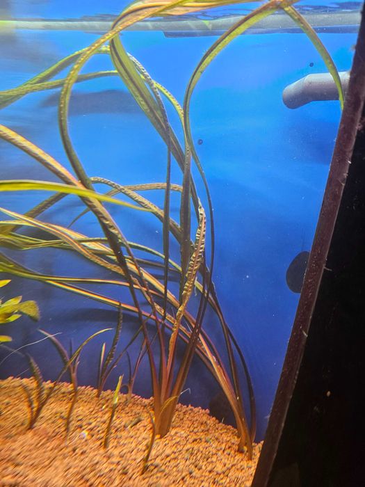 Cryptocoryne Balansae