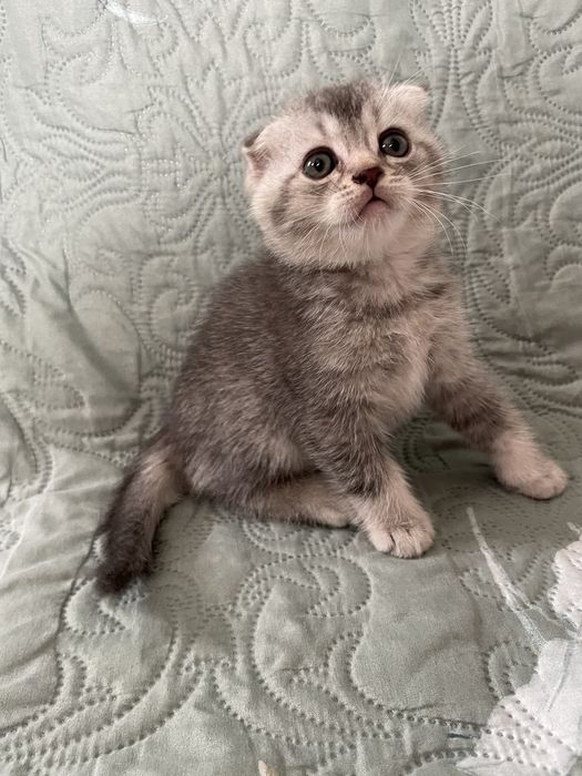 Кошенята котята шотландські котики британці