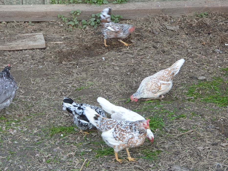 Jaja legowe liliputek