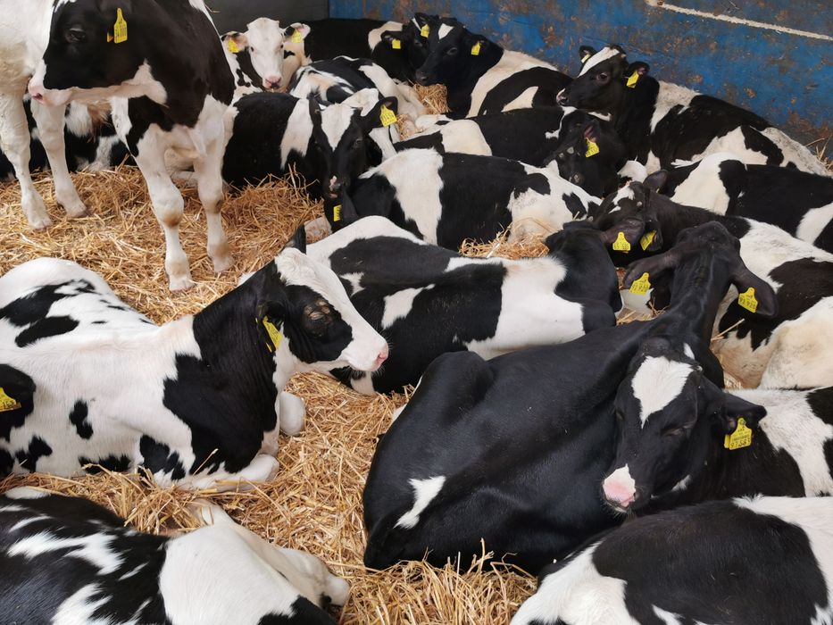 Byczki startery odsadki promocja